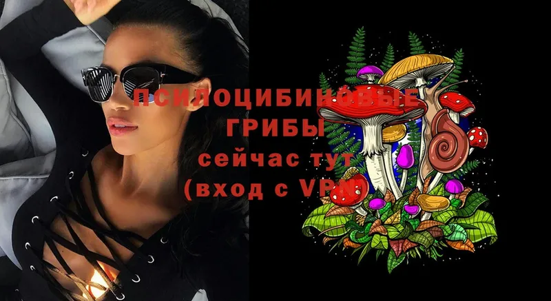 OMG tor  Новокубанск  Галлюциногенные грибы Psilocybe 